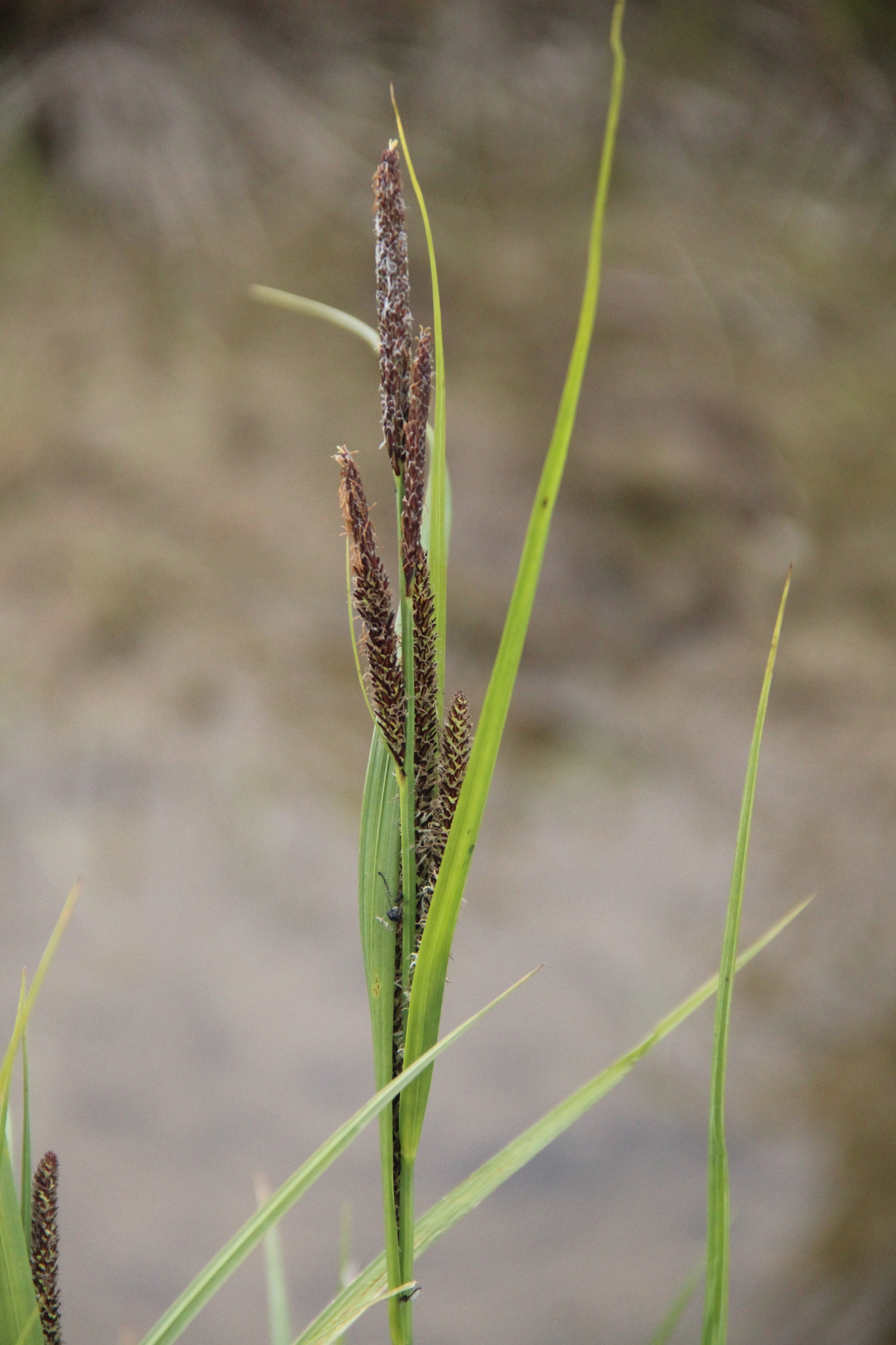 Carex aquatilis