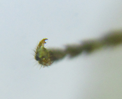 Pristiphora laricis
