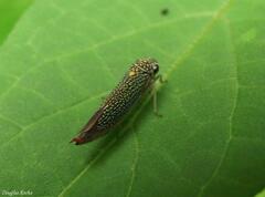 Macugonalia cavifrons