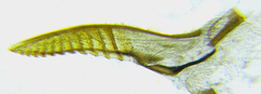 Pristiphora laricis