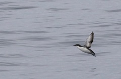 Synthliboramphus scrippsi