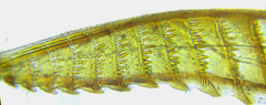 Pristiphora laricis
