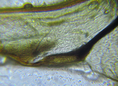 Pristiphora laricis