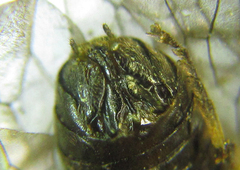 Pristiphora laricis