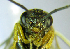 Pristiphora laricis
