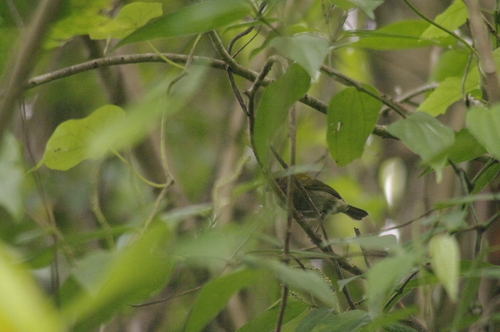 Yellow-shouldered Grassquit (Loxipasser anoxanthus), photo 10