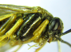 Pristiphora laricis