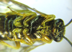Pristiphora laricis