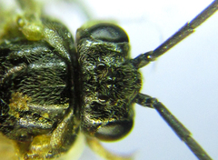 Pristiphora laricis