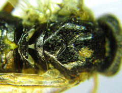 Pristiphora laricis