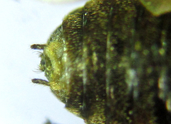 Pristiphora laricis