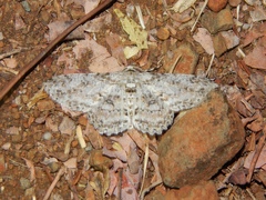 Ascotis reciprocaria