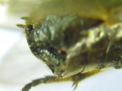 Pristiphora laricis
