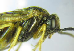 Pristiphora laricis