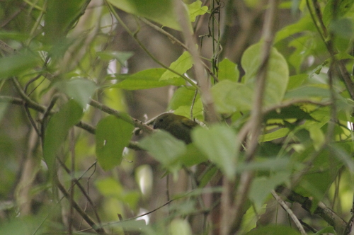 Yellow-shouldered Grassquit (Loxipasser anoxanthus), photo 2