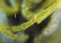 Pristiphora laricis