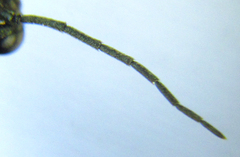 Pristiphora laricis