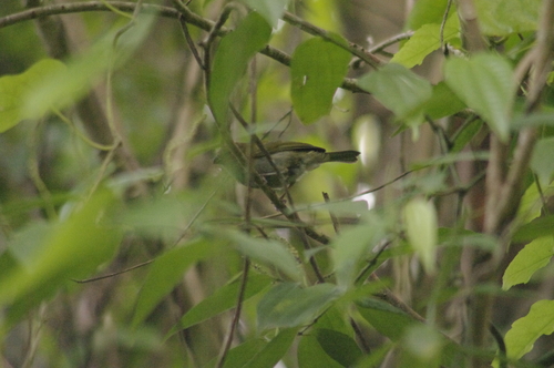 Yellow-shouldered Grassquit (Loxipasser anoxanthus), photo 9