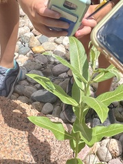 Microcentrum rhombifolium