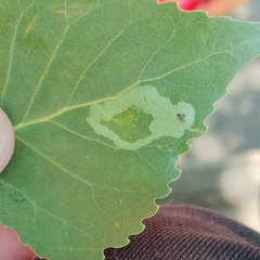Stigmella
