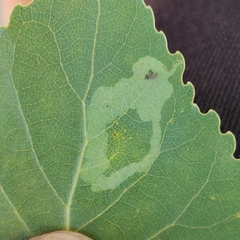 Stigmella