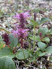 Pedicularis verticillata