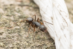 Camponotus nipponensis