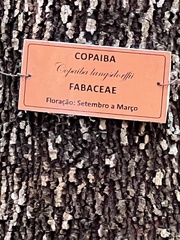 Copaifera langsdorffii