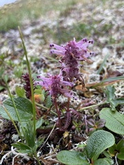 Pedicularis verticillata