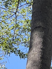 Copaifera langsdorffii