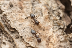 Crematogaster teranishii