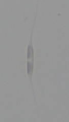 Nitzschia longissima