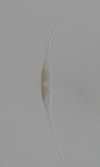 Nitzschia longissima