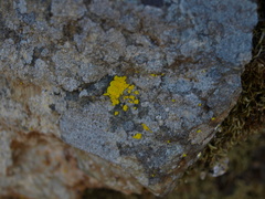 Acarosporomycetidae