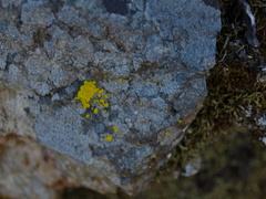 Acarosporomycetidae