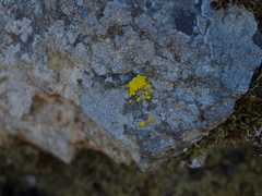 Acarosporomycetidae