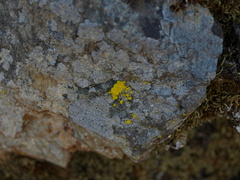 Acarosporomycetidae