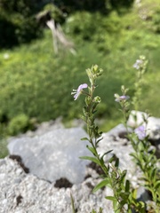 Veronica fruticulosa