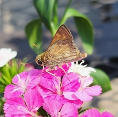 Atalopedes campestris