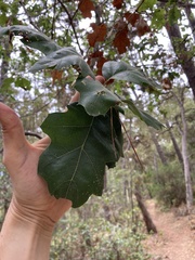 Quercus × ganderi