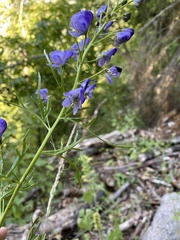 Aconitum angustifolium