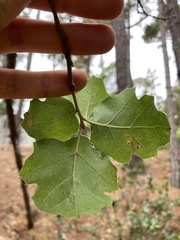 Quercus × ganderi