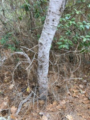 Quercus × ganderi