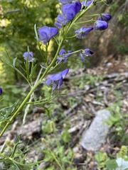 Aconitum angustifolium