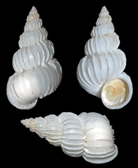 Surrepifungium costulatum
