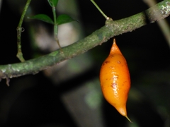 Swartzia simplex grandiflora