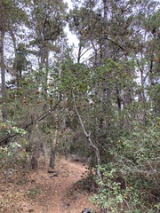 Quercus × ganderi