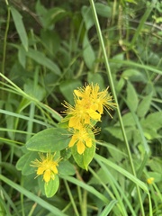 Hypericum graveolens