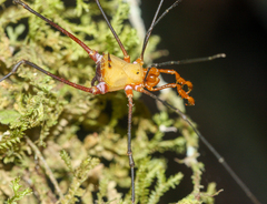 Ventrivomer ancyrophorus