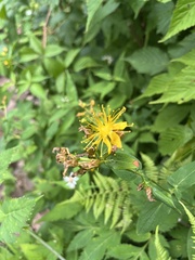 Hypericum graveolens